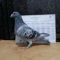 کفتر مسافتی و شناسنامه دار|پرنده|خرامه, |دیوار