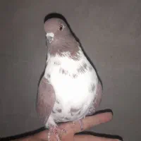 کفتر گم شده