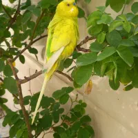 مرغ عشق دستی