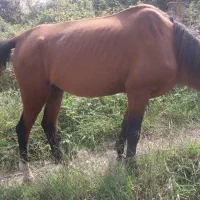 فروش اسب|اسب و تجهیزات اسبسواری|لنگرود, |دیوار