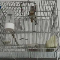 سهره|پرنده|رامیان, |دیوار