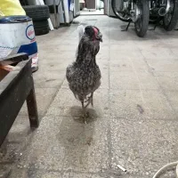 مرغ گلین طوسی|حیوانات مزرعه|شیراز, کوشک میدان|دیوار