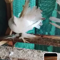 سلام دوتادونه چتری نر تاج پاپر