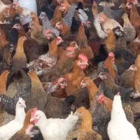 حراج جوجه مرغ خروس 5ماهه شیراز