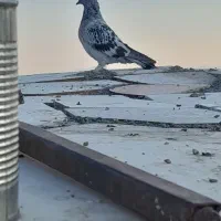 کبوتر ترکیه ای|پرنده|چادگان, |دیوار