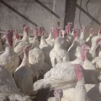 ارزانسرای جوجه محلی مرغ بوقلمون|حیوانات مزرعه|زابل, |دیوار