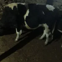 گاو نر گوشتی|حیوانات مزرعه|سارال, |دیوار