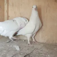 کفتر یا کبوتر طلا