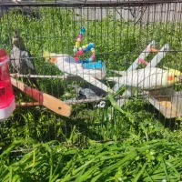 ۴عددعروس هلندی لوتینو وسینامون هردو جفت...  سخنگو