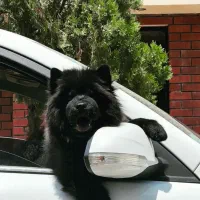 گمشده|حیوانات|تهران, گلستان (شهرک راه آهن)|دیوار