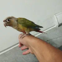 گیرینچیک‌آناناسی تازه دونخور سخنگو
