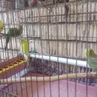 پرنده، مرغ عشق
