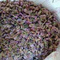 تخم ( بذر ) گل زنبوری یا گل خشک|گل و گیاه طبیعی|محلات, |دیوار