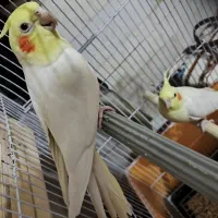 عروس هلندی|پرنده|پیشوا, |دیوار