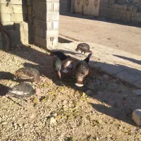 بوقلمون هفت ماهه|حیوانات مزرعه|یاسوج, |دیوار