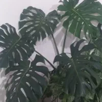 گل انجیری|گل و گیاه طبیعی|سیلوانه, |دیوار