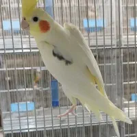 عروس هلندی مولد با جوجه