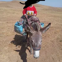 فروشی وخر گله ای