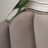 گرینچیک یلوسایدویه جفت ملنگو ویه جفت عروس آلبینو|پرنده|صائین قلعه, |دیوار