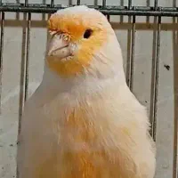 قناری موزاییکی اورجینال و طلایی چشم قرمز