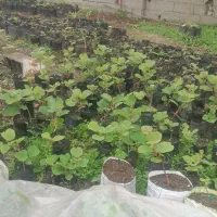 نهال کیوی هایوارد طلایی پایه خیاری