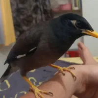 مرغ مینا جوان سخنگو