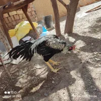 مرغ وخروس لاری