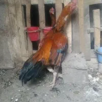 خروس لاری|حیوانات مزرعه|مشگین شهر, |دیوار