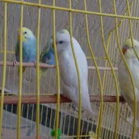 شش عدد مرغ عشق رنگ خاص