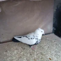 دمبی|پرنده|شاهرود, |دیوار