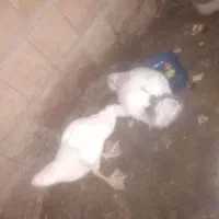 جوجه غوغاز|حیوانات مزرعه|نگین شهر, |دیوار