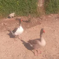 غاز و مرغ با ۹تا جوجه یه ماهه|حیوانات مزرعه|گتوند, |دیوار