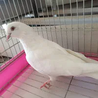 کبوتر سفید نر نشون دار پرشی