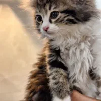 واگذاری فوری بچه گربه