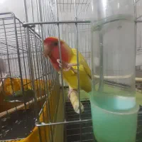 طوطی برزیلی گم