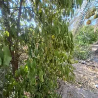 نگهداری باغ