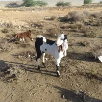 فروش پاژن بلوچی