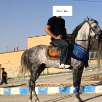 اسب کرد نریان