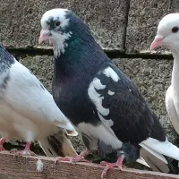 فروش40تاکبوتر