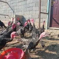 65 عدد بوقلمون برنز امریکا 4 ماه و نیم