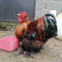 خروس کوشین رنگ پاتریج