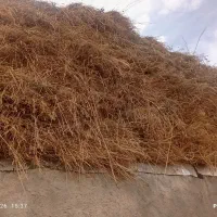 اوت ویونجه