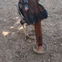 خروس لاری اصل جنس