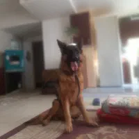 سگ ژرمن شیپر