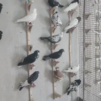 **کبوتر دسه کفتری هم بو**