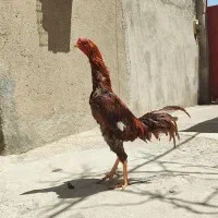 لاری|حیوانات مزرعه|بیجار, |دیوار