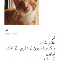 واگذاری گربه عقیم شده و واکسیناسیون شده در رشت