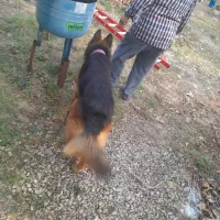 ژرمن شپرد سالم|سگ|کلاردشت, |دیوار