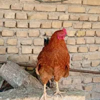 خروس یک ساله