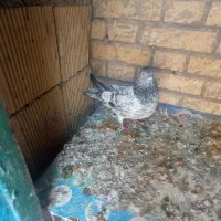 کبوتر|پرنده|بندر امام خمینی, |دیوار